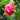 Weißfleischige Pitaya