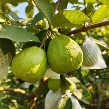 White Flesh Pearl Guava Seeds