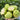 White Flesh Pearl Guava Seeds