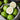 White Flesh Pearl Guava Seeds