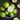White Flesh Pearl Guava Seeds