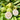 White Flesh Pearl Guava Seeds