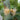 White Jade Wax Apple Seeds