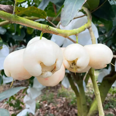 White Jade Wax Apple Seeds