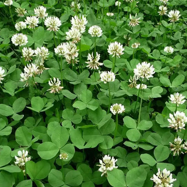 White Clover Seeds