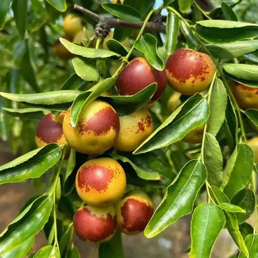Winter Jujube Seeds