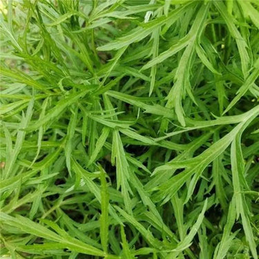 Winter Savory Herb Seed