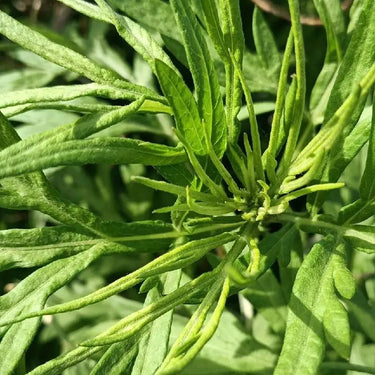 Winter Savory Herb Seed