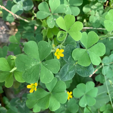 Wood Sorrel Seeds
