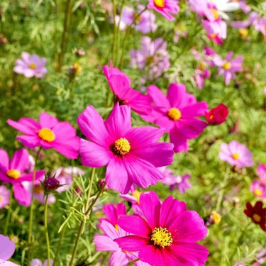 Xsenia' Cosmos Seeds