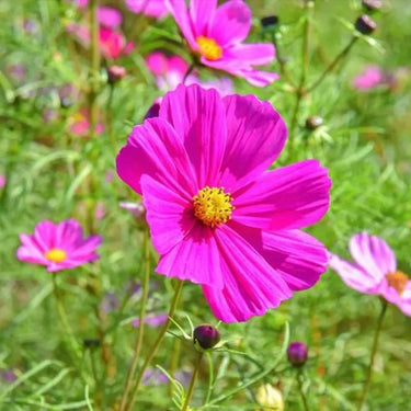 Xsenia' Cosmos Seeds