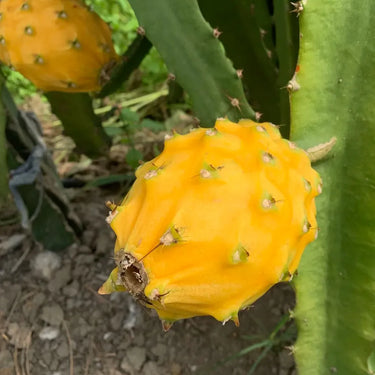 Yellow-Fleshed Dragon Fruit