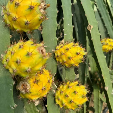 Yellow-Fleshed Dragon Fruit