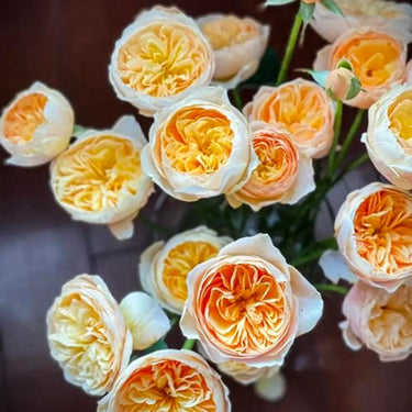Yellow Austin Rose Seeds