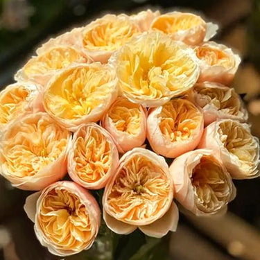 Yellow Austin Rose Seeds