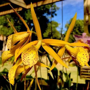 Yellow Cattleya Seeds