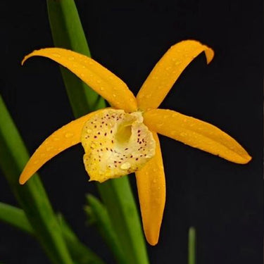 Yellow Cattleya Seeds