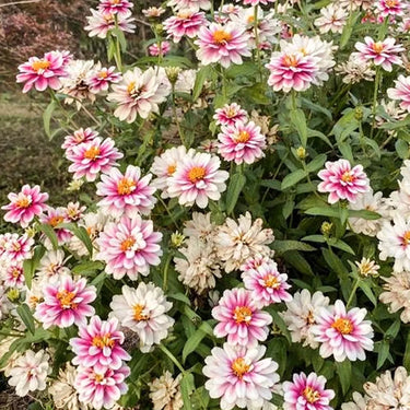 Zinnia Seeds-Double Zahara Starlight Rose