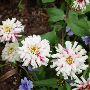 Zinnia Seeds-Double Zahara Starlight Rose