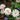 Zinniensamen – Double Zahara Starlight Rose