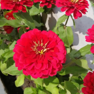 Zinnia Seeds-Magellan Coral