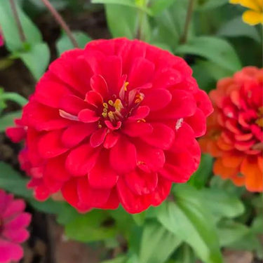 Zinnia Seeds-Magellan Coral