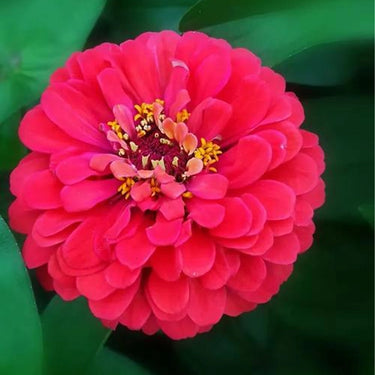 Zinnia Seeds-Magellan Coral