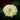 Zinniensamen – Parasol