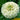 Zinniensamen – Parasol