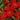 Zinniensamen – Profusion Cherry