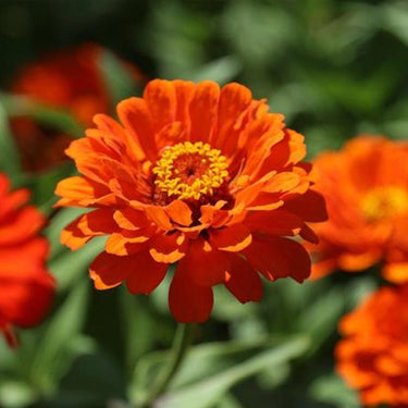 Zinnia Seeds-Profusion Orange