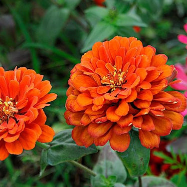 Zinnia Seeds-Profusion Orange
