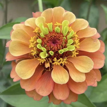 Zinnia Seeds-Queeny Lime Red
