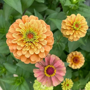 Zinnia Seeds-Queeny Lime Red