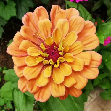Zinnia Seeds-Queeny Lime Red