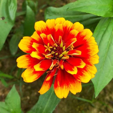 Zinnia Seeds-Short Stuff