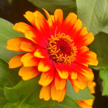 Zinnia Seeds-Short Stuff