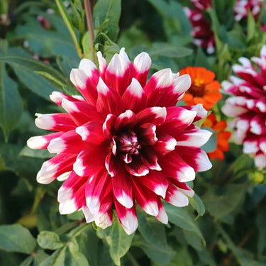 Zinnia Seeds-Step High