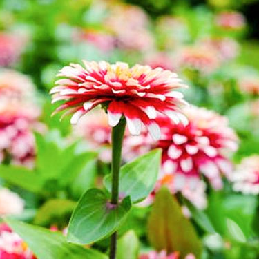 Zinnia Seeds-Step High