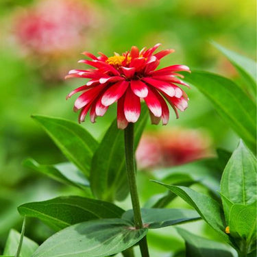 Zinnia Seeds-Step High