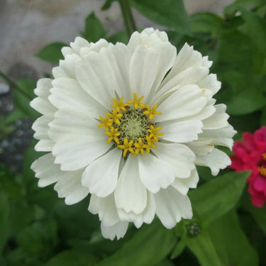 Zinnia Seeds-White Park