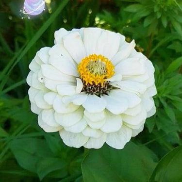 Zinnia Seeds-White Park