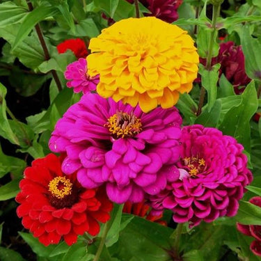 Zinnia Seeds