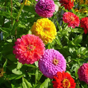 Zinnia Seeds