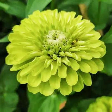 Zinnia Seeds - Envy