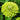 Zinnia Seeds - Envy