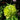 Zinnia Seeds - Envy