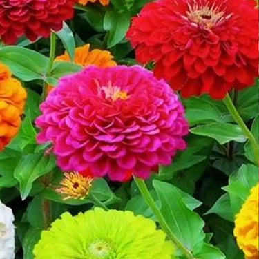 Zinnia Seeds