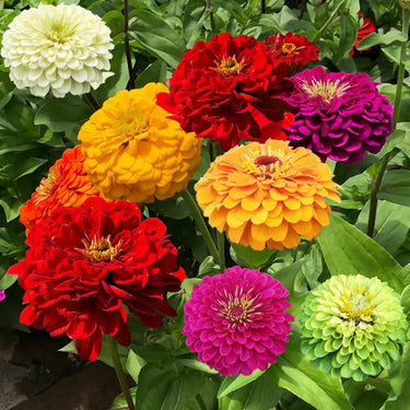 Zinnia Seeds