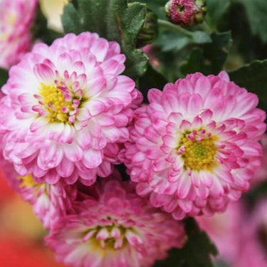 Zinnia Seeds – Candy Zinnia